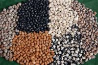 Moringa Seed,Spinash Seeds,Pomkin Seeds,Vegetable Seeds,Oil Seeds ,Water Melone Seeds ,Herbs Seeds ,Flower An All Types Of Seeds For Sale