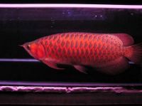 Healthy and the most colorful Aquarium Arowana Fishes For Sale