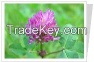 Red Clover P.E.