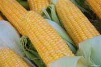 Brazil Yellow Corns 2# GMO