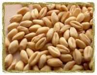 Wheat grain, whole organic wheat grain, wheat,buckwheat grain