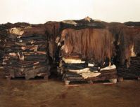 cow hide, Wet Blue cow hides, Wet salted cow skin, cow heads and animal skins, wet blue cow hides