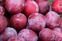 Fresh plums for sale