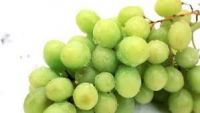 https://ar.tradekey.com/product_view/Fresh-Grapes-6632051.html