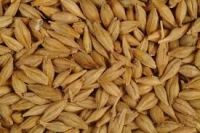 Barley for sale