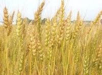 Wheat for sale