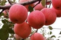 Fresh Fuji Apples for sale 