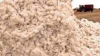 Raw Cotton for sale 