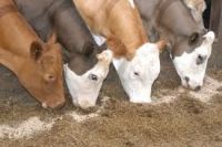 Cattle feed   for sale  For sale 