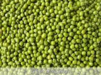 Green Mung Beans for sale