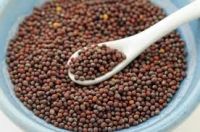 mustard  seeds for sale 