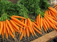 FRESH CARROTS