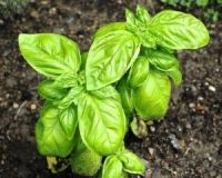 Sweet basil 