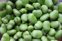 Broad bean 