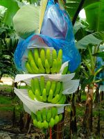 FRESH CAVENDISH BANANA