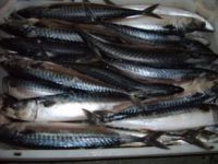 MACKEREL " SCOMBER SCOMBRUS"