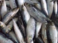 SARDINE " SARDINA PILCHARDUS"