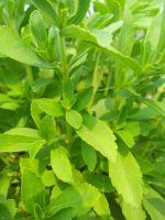 Stevia