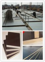 exported brown/black film faced plywood, shutterply