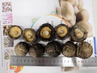 https://ar.tradekey.com/product_view/Dried-Shiitake-Mushroom-8068311.html