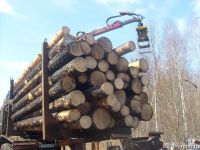 wood pine, birch from Russia