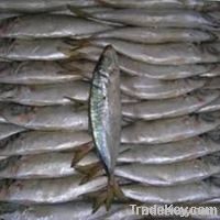 frozen horse mackerel