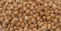 Kabuli Chickpeas