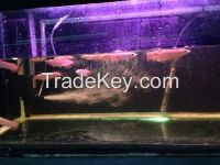 super red, emperror, chili arowana for sale