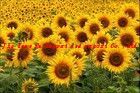 Cold pressed Sunflower Oil  for selling