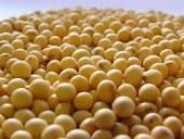 soybean with goog price