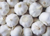 Export China Garlic