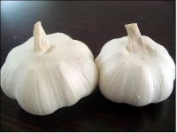 2015 Hot selling!!! Garlic with high quality