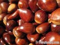 chestnut