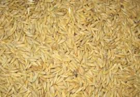 feed barley, barley, barley feed, Indian barley, Indian Feed barley