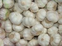 FRESH WHITE GARLIC 