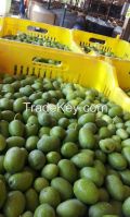 https://fr.tradekey.com/product_view/Aceitunas-Olives-7298221.html