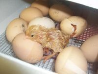 Fertile Hatching Chicken Eggs