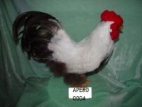 easter rooster