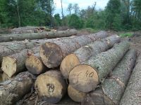 Pine logs