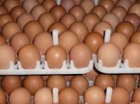 Fresh, Fertile And Table Eggs