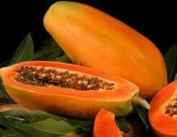Good Quality Fresh Papaya