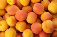 Quality Fresh Apricots