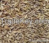 Cumin Seeds