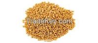 Mustard Seed Yellow for export