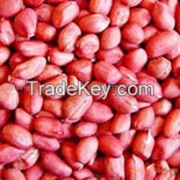 NEW Indian biggest peanuts with high quality