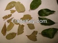 Dry bay leaf LEAVES