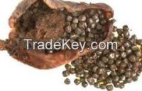 Basil Seeds is in very bid demand