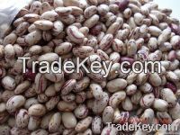 Sell Cocoa Powder And Bean Seed