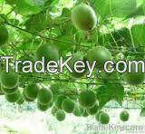 Citrus Aurantium Extract - Citrus Bioflavonoids