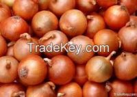 quality fresh red onion onion
